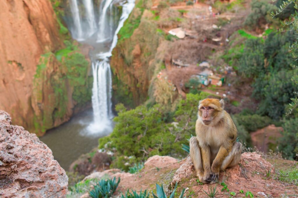 Ouzoud Waterfalls day trip from Marrakech