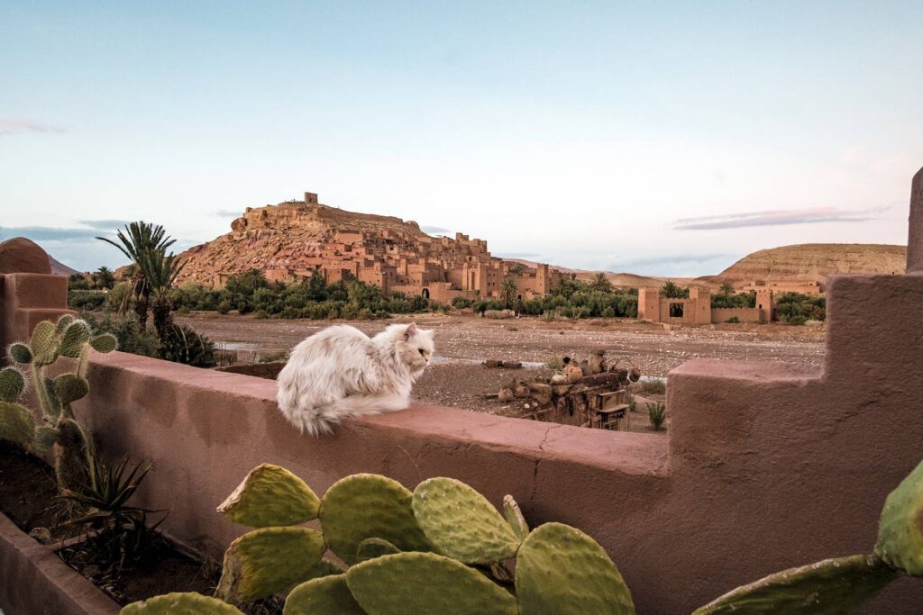Best Morocco Cultural Tours and Experiences: 2026 Ultimate Guide 