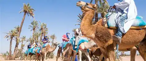 Best Activities From Marrakech: Desert Tours, Day Trips & Unique Experiences102