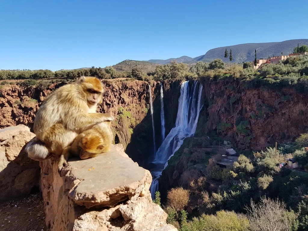 Barbary macaque near Ouzoud Waterfalls Morocco